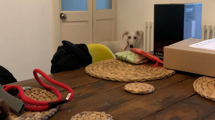 Illustration : Entouré par la bienveillance et la patience de ses nouveaux maîtres, ce chiot terrorisé finit par s’épanouir et dévoiler sa véritable personnalité (vidéo)
