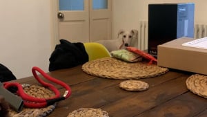 Illustration : "Entouré par la bienveillance et la patience de ses nouveaux maîtres, ce chiot terrorisé finit par s’épanouir et dévoiler sa véritable personnalité (vidéo)"