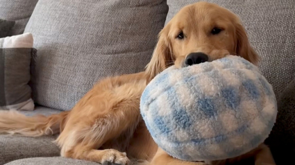 Illustration : Quoiqu’il fasse, cet adorable Golden Retriever ne quittera jamais sa peluche, même pour tous les os du monde (vidéo)