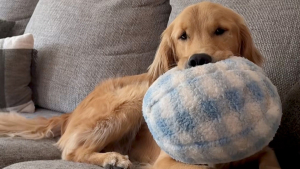 Illustration : "Quoiqu’il fasse, cet adorable Golden Retriever ne quittera jamais sa peluche, même pour tous les os du monde (vidéo)"