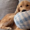 Illustration : Quoiqu’il fasse, cet adorable Golden Retriever ne quittera jamais sa peluche, même pour tous les os du monde (vidéo)