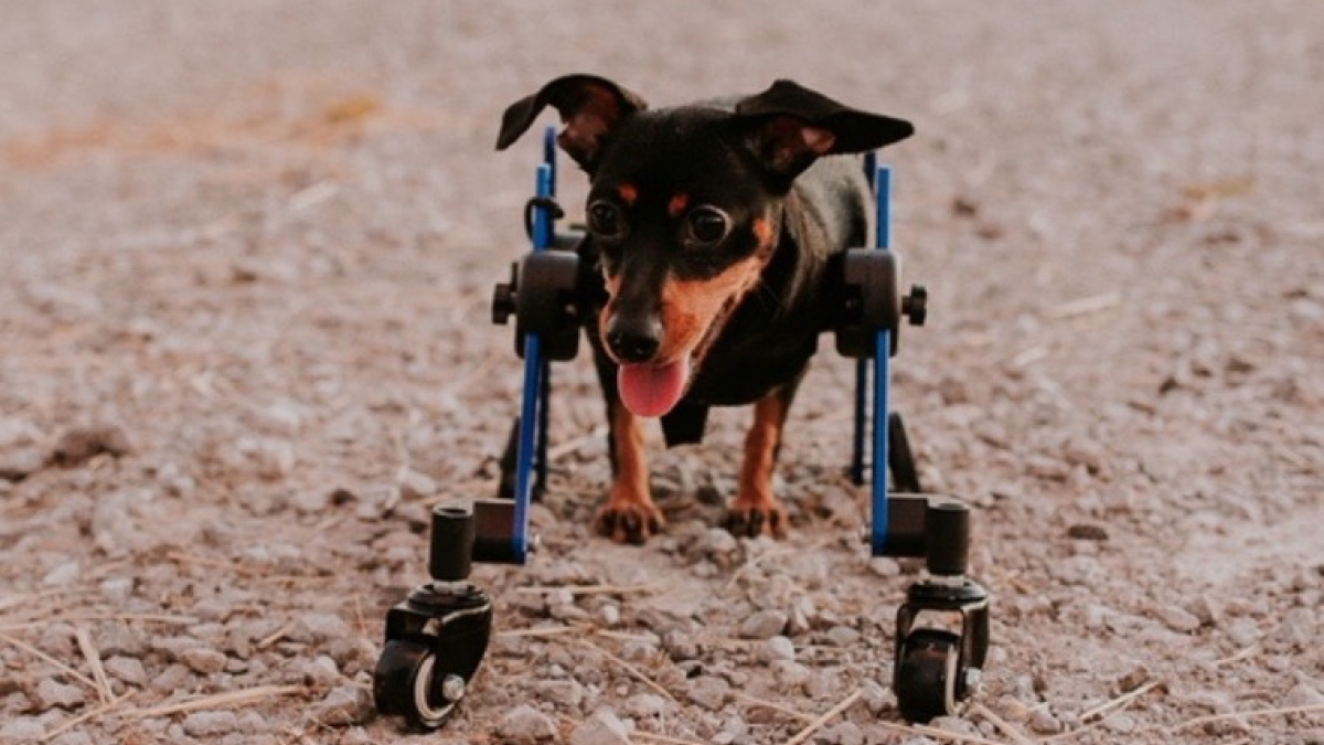 Illustration : "Déposée au refuge car “elle n’y arrivera pas”, une petite Teckel handicapée prouve à tous qu’elle mérite de rester en vie"