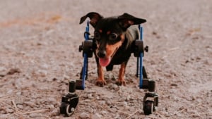 Illustration : Déposée au refuge car “elle n’y arrivera pas”, une petite Teckel handicapée prouve à tous qu’elle mérite de rester en vie