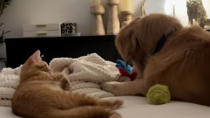 Illustration : "Quelques mois après le décès de son meilleur ami canin, ce Golden Retriever retrouve le goût du jeu avec le nouvel habitant de la maison (vidéo)"
