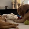 Illustration : Quelques mois après le décès de son meilleur ami canin, ce Golden Retriever retrouve le goût du jeu avec le nouvel habitant de la maison (vidéo)
