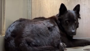 Illustration : "Abandonnée à 2 reprises, cette chienne perd confiance en l’humain jusqu’à ce que l’un d’entre eux franchisse la porte de son box (vidéo)"