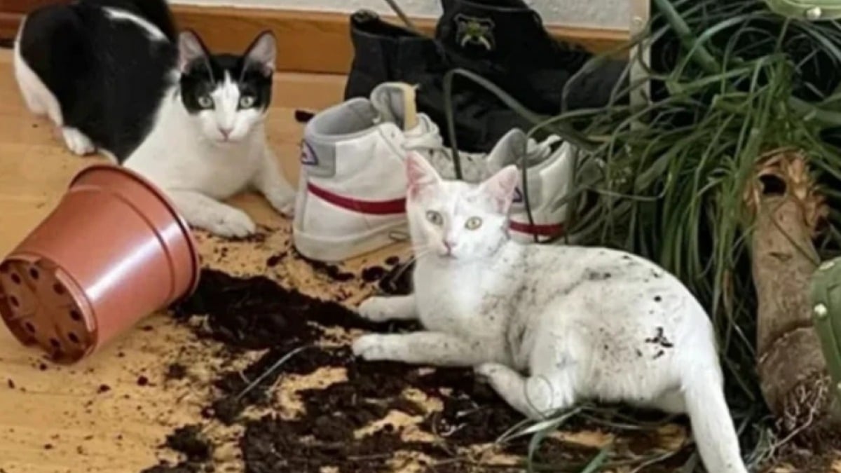 Illustration : "11 photos hilarantes qui prouvent que nos chiens et nos chats ont le don de se mettre dans des situations étranges"