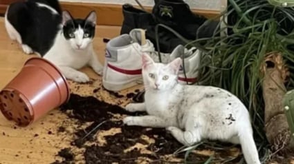 Illustration : 11 photos hilarantes qui prouvent que nos chiens et nos chats ont le don de se mettre dans des situations étranges