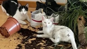 Illustration : "11 photos hilarantes qui prouvent que nos chiens et nos chats ont le don de se mettre dans des situations étranges"