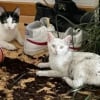 Illustration : 11 photos hilarantes qui prouvent que nos chiens et nos chats ont le don de se mettre dans des situations étranges