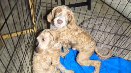 Illustration : "On peut le sentir depuis la porte", plus de 60 chiens sauvés d'un élevage illégal où ils vivaient dans des conditions choquantes (vidéo)