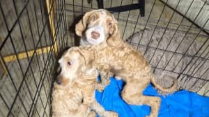 Illustration : "On peut le sentir depuis la porte", plus de 60 chiens sauvés d'un élevage illégal où ils vivaient dans des conditions choquantes (vidéo)
