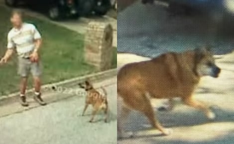 Une recherche fortuite sur internet plonge une femme dans un souvenir poignant avec son chien décédé (vidéo) 