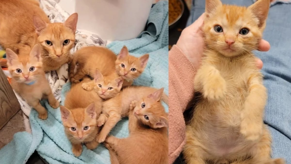 Illustration : "Une femme a changé radicalement la vie de cette chatte et de ses 5 petits en les accueillant au moment où ils en avaient le plus besoin"