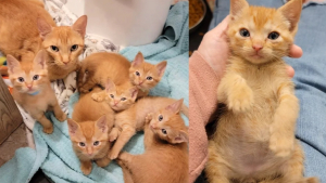 Illustration : "Une femme a changé radicalement la vie de cette chatte et de ses 5 petits en les accueillant au moment où ils en avaient le plus besoin"