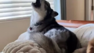 Illustration : "Connus pour leurs vocalises, ces 3 chiens s’adonnent tous les matins à un rituel amusant mais aussi très bruyant (vidéo)"