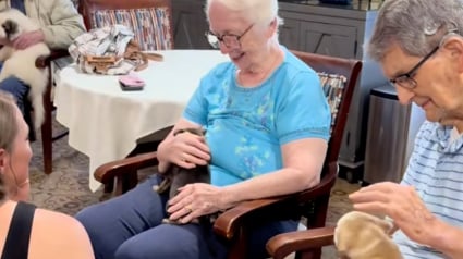 Illustration : En visite dans une maison de retraite, ces chiots répandent calme et sérénité autour d’eux pour le plus grand bonheur des résidents (vidéo)