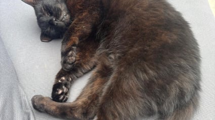 Illustration : De mascotte d'un magasin à fantôme du passé, une chatte retrouve enfin un foyer treize ans après sa mystérieuse disparition
