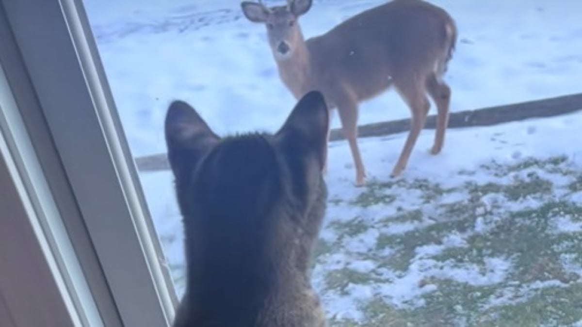 Illustration : "Ce chat territorial montre son mécontentement à l’approche d’un cerf (vidéo)"