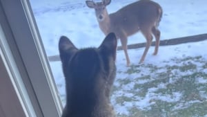 Illustration : Ce chat territorial montre son mécontentement à l’approche d’un cerf (vidéo)