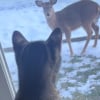 Illustration : Ce chat territorial montre son mécontentement à l’approche d’un cerf (vidéo)