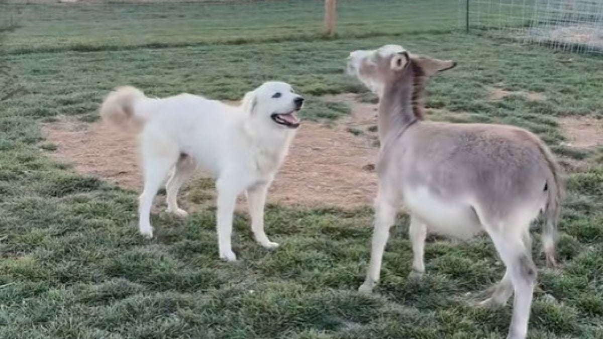 Illustration : "L’amitié improbable d’un chien et d’un âne, inséparables depuis qu’ils se connaissent (vidéo) "