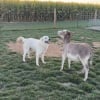 Illustration : L’amitié improbable d’un chien et d’un âne, inséparables depuis qu’ils se connaissent (vidéo) 