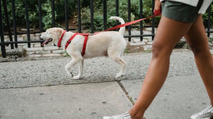 Illustration : Après un test ADN, elle reçoit 122 € d’amende pour ne pas avoir ramassé les déjections de son chien 