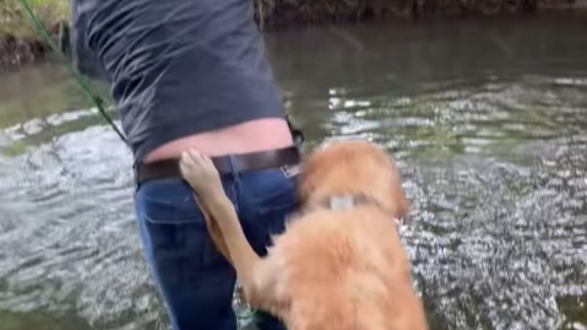 Illustration : "Malgré sa bonne volonté, ce chien, qui essaye de sauver son maître, provoque tout l’inverse (vidéo) "
