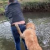 Illustration : Malgré sa bonne volonté, ce chien, qui essaye de sauver son maître, provoque tout l’inverse (vidéo) 