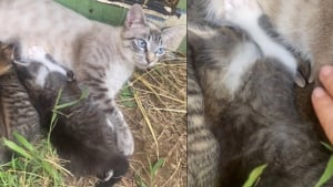 Illustration : "La propriétaire d'une chatte venant de mettre bas a la surprise de sa vie en découvrant un bébé d'une autre espèce parmi ses chatons (vidéo)"