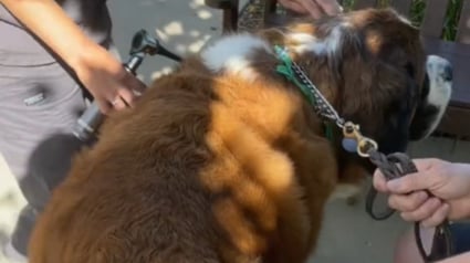Illustration : Bien décidé à ne pas entrer chez sa vétérinaire, cet imposant Saint-Bernard pousse l’experte à sortir de sa zone de confort (vidéo)