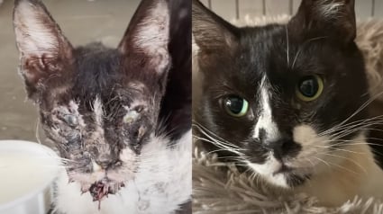 Illustration : Errante et squelettique, une chatte refuse de manger jusqu'à ce que ses bienfaiteurs en découvrent la cause et transforment sa vie