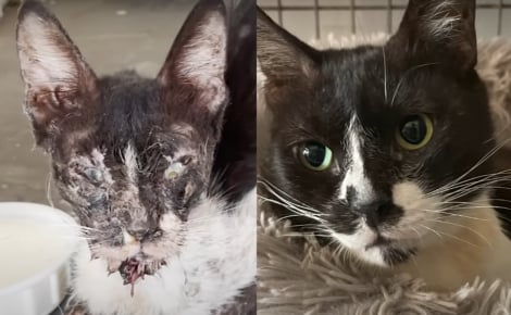 Errante et squelettique, une chatte refuse de manger jusqu'à ce que ses bienfaiteurs en découvrent la cause et transforment sa vie