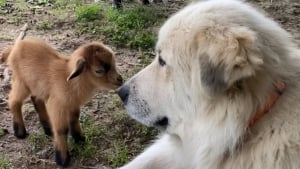 Illustration : Après avoir assisté à la naissance de 2 adorables chevreaux pendant la nuit, cette Chienne de montagne des Pyrénées dévoile toute sa tendresse (vidéo)