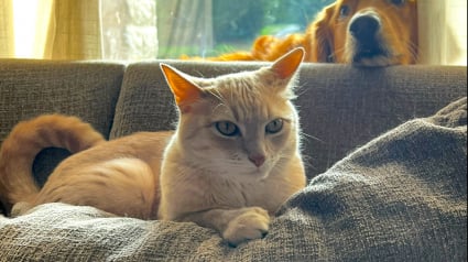 Illustration : Ce chat a ses petites habitudes qu’il n’aime pas voir bouleversées, et il sait comment faire part de son mécontentement (vidéo)