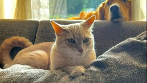 Illustration : "Ce chat a ses petites habitudes qu’il n’aime pas voir bouleversées, et il sait comment faire part de son mécontentement (vidéo)"
