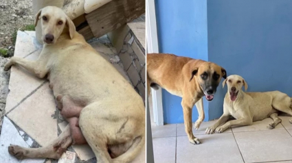 Illustration : "Je ne pouvais pas l’abandonner", atteinte d’une maladie contagieuse, cette chienne échappe à l’euthanasie grâce au dévouement de sa sauveuse (vidéo)