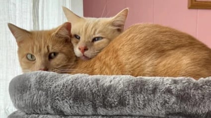 Illustration : Séparé de son meilleur ami, ce chat sauvé de la rue guettait chaque jour son retour à la fenêtre de sa famille d’accueil