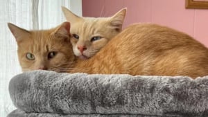 Illustration : Séparé de son meilleur ami, ce chat sauvé de la rue guettait chaque jour son retour à la fenêtre de sa famille d’accueil