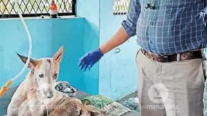 Illustration : Un vétérinaire sauve un chien errant malgré l’impossibilité de l’adopter et lui offre une seconde chance