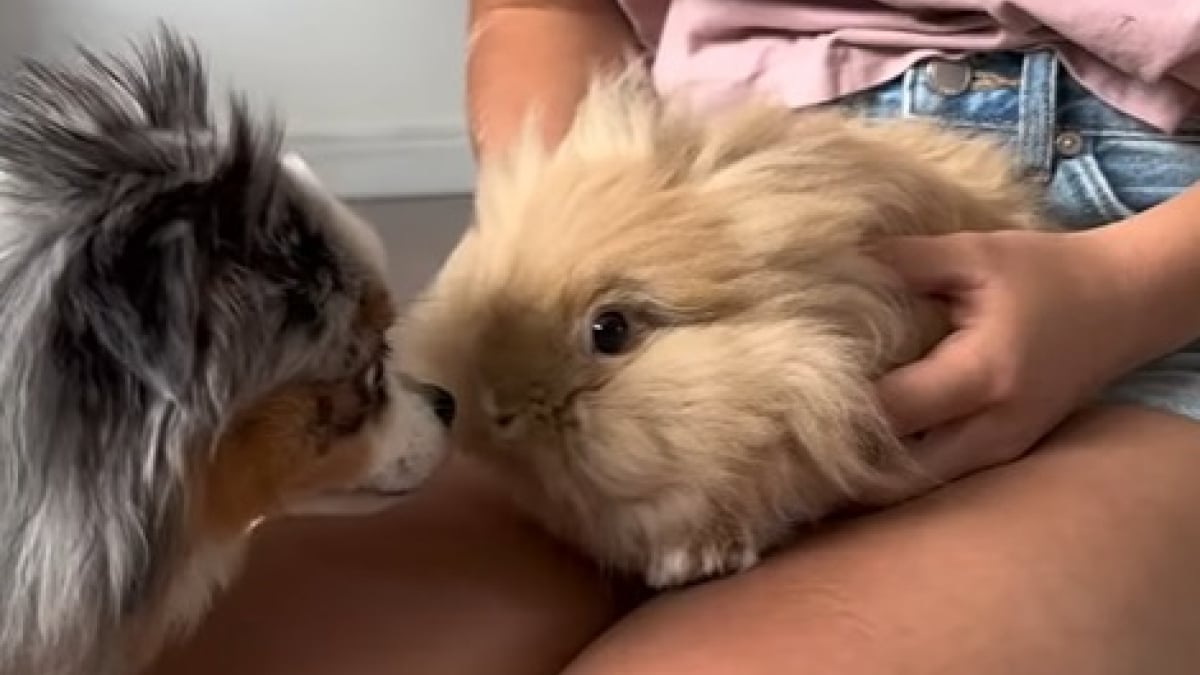Illustration : "Ce chien, qui rencontre un lapin pour la première fois, ne sait pas trop comment réagir (vidéo) "