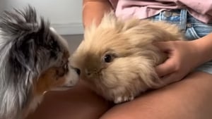 Illustration : "Ce chien, qui rencontre un lapin pour la première fois, ne sait pas trop comment réagir (vidéo) "