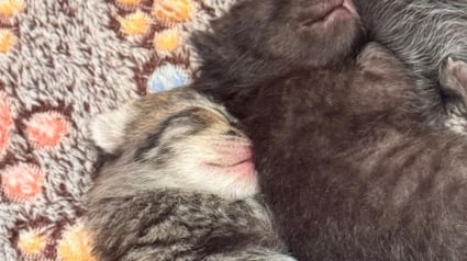 Illustration : Une mère chatte disparaît, son propriétaire utilise ses bébés pour la faire revenir à la maison (vidéo)