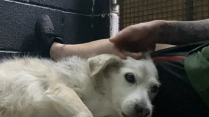 Illustration : Le personnel d’un refuge récupère une chienne endeuillée, qui est restée aux côtés de son maître décédé pendant 5 jours 