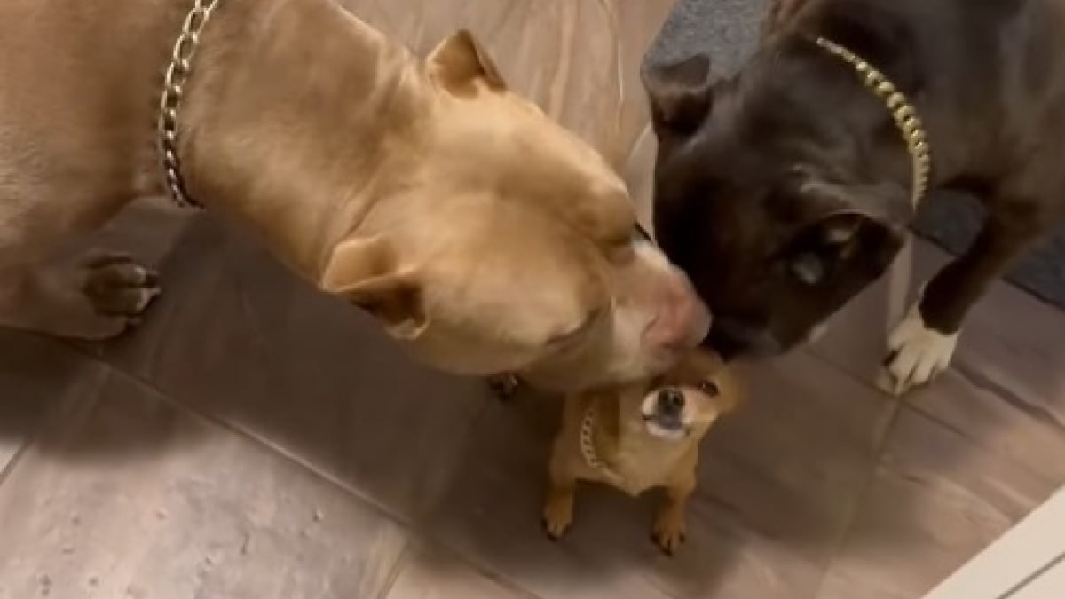 Illustration : "L’adorable vidéo de 2 grands chiens surexcités en retrouvant le frère Chihuahua après ses vacances (vidéo) "