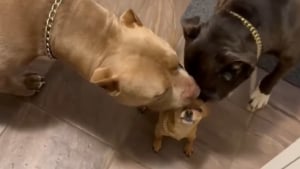 Illustration : "L’adorable vidéo de 2 grands chiens surexcités en retrouvant le frère Chihuahua après ses vacances (vidéo) "