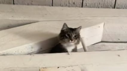 Illustration : « Voici comment un chat errant apprend à être aimé », les images émouvantes de ce félin arrivé chez ses nouveaux propriétaires à 2 heures du matin (vidéo)