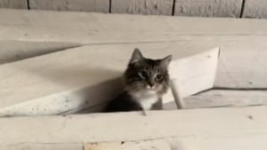 Illustration : "« Voici comment un chat errant apprend à être aimé », les images émouvantes de ce félin arrivé chez ses nouveaux propriétaires à 2 heures du matin (vidéo)"