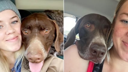Illustration : « Faire cohabiter la peine et la joie », cette propriétaire rencontre le frère de son défunt chien durant son deuil et apprend à voir la vie autrement (vidéo)